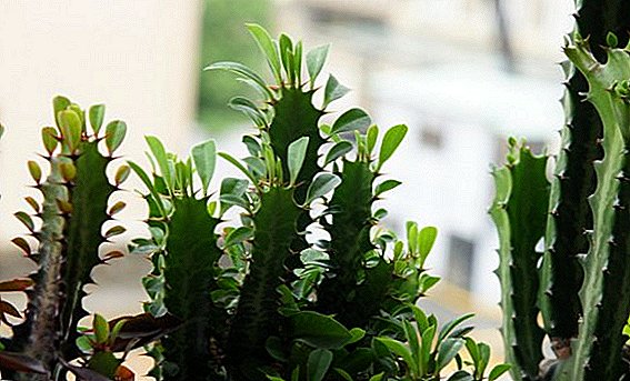 Euphorbia triangular ug mga paagi sa pag-atiman kaniya sa balay