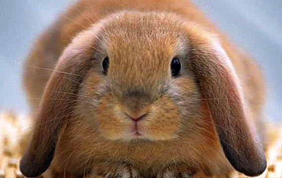 Rabbit südü: tərkibi, faydaları, dovşan yemək