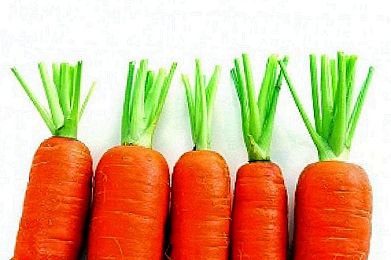 Mga carrot sa North: ang pinakamaayo nga matang ug ang ilang mga paghulagway