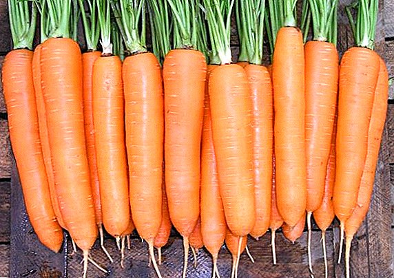 Carrot "Nantes": wehewehe, kanu a mālama