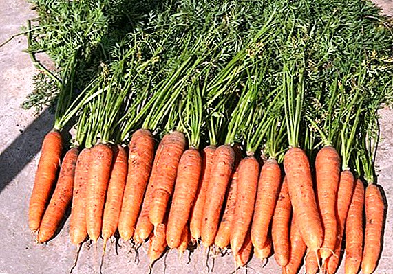Carrots "Samson": nkọwa, ịkụ na nlekọta