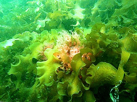 Sea kale կամ kelp - ինչ է եւ ինչպես է այն օգտագործվում