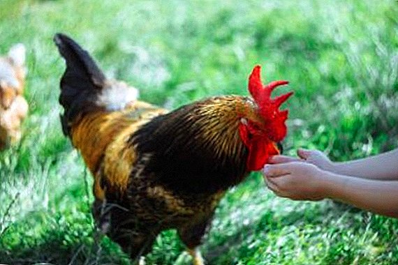 Da li je moguće dati hleb u ishrani kokoši nesilica