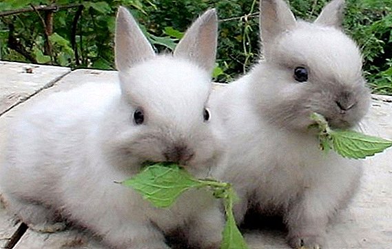 Дали е можно да се даде коприва на зајаци?