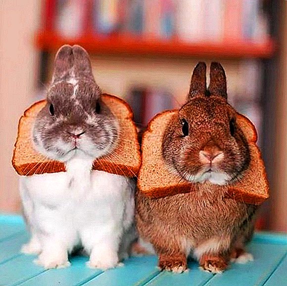 É posible dar pan ou galletas aos coellos