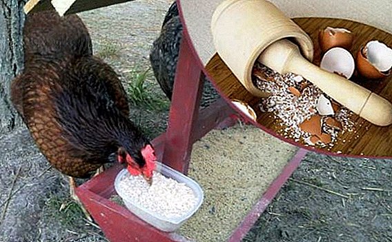 Da li je moguće dati kokoši nesilicama jaja