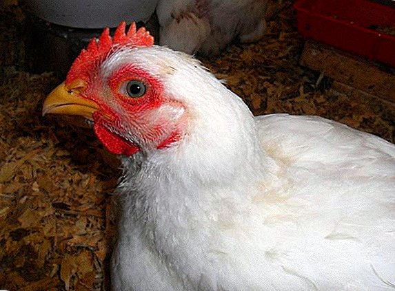 ¿É posible alimentar aos pollos de engorde cunha variedade de produtos?