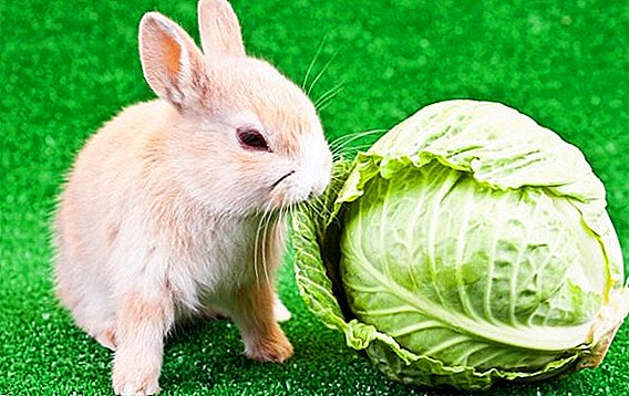 Дали е можно да се хранат зајаци со зелка