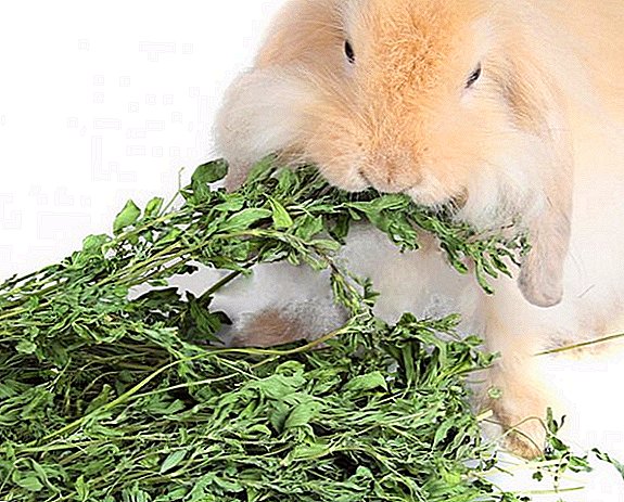 Дали е можно да се хранат зајаците со луцерка
