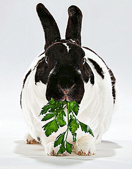 Yog nws ua tau kom noj rabbits nrog parsley