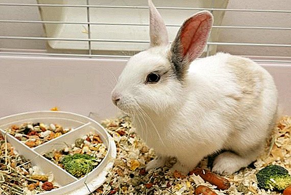 آیا ممکن است خوراک خرگوش با برنج باشد