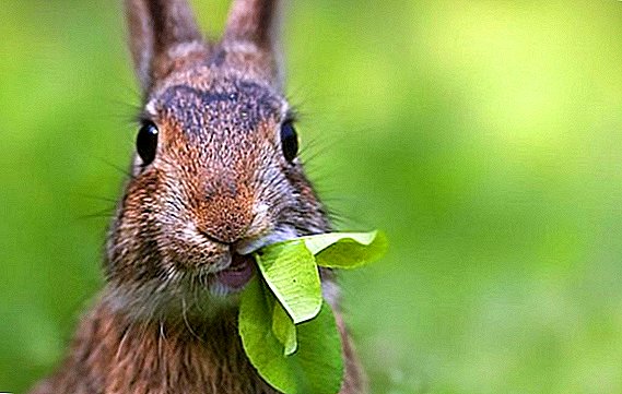 Дали е можно да се хранат зајаците со киселица