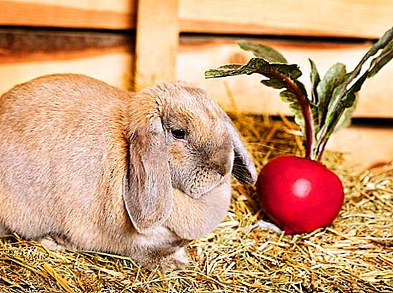 ມັນເປັນໄປໄດ້ທີ່ຈະກິນອາຫານສັດ beet rabbits