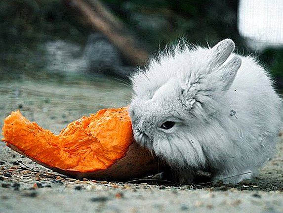 Makahatag ba ang rabbits ug zucchini ug pumpkin?