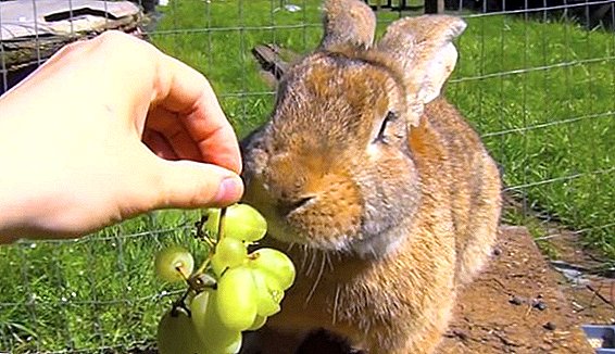 Rabbits tau muab grapes thiab nws cov nplooj