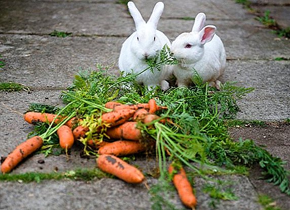 खरगोशहरू ताजा र अचार गाजर हुन सक्छ