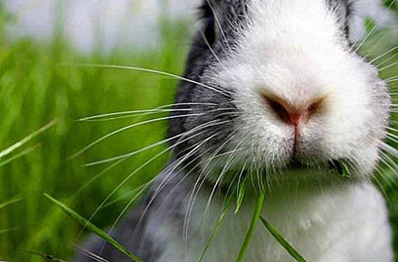 آیا می توان خوراک خرگوش با سیلو را تغذیه کرد