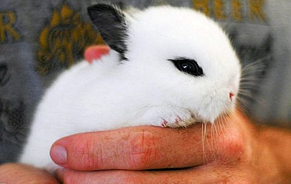 Da li je moguće podići zečeve za uši