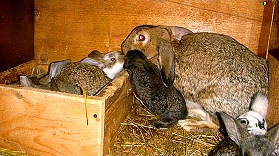 آیا خرگوش ها را به یک خرگوش دیگری می دهد؟