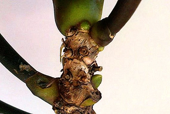 Дали е можно да се реанимизира орхидејата, ако корените се изгни, фолијарна апликација
