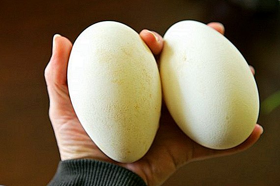 کیا میں کھانے کے لئے ہنس انڈے کھا سکتا ہوں: ان کے فوائد اور نقصان کیا ہیں