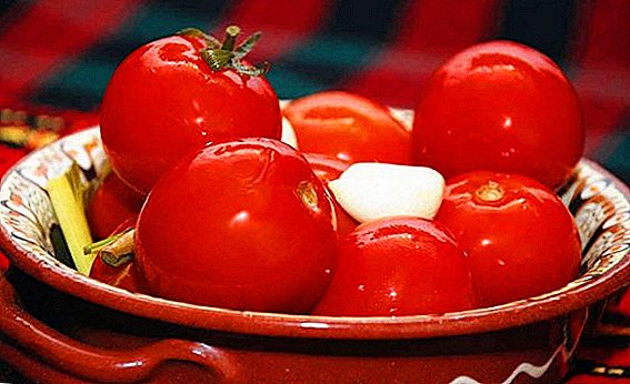Ĉu eblas uzi kaj kiel kuiri tomatojn kun mustardo sub kaprona kovrilo?
