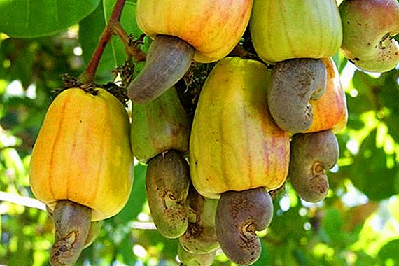 Na ho khoneha ho hōla li-cashews lapeng?
