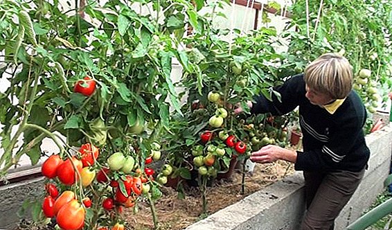 Tomar tomates no invernadoiro, como conseguir unha gran colleita de tomates