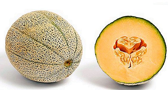 I-Musk Melon