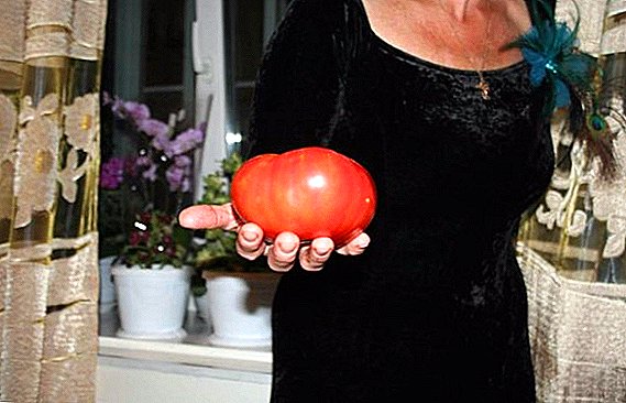 Флеш және қант: орташа ерте алуан томаттар, нан