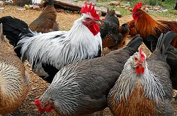 نژاد گوشتی مرغ - ویژگی های کشت، توصیف نژاد
