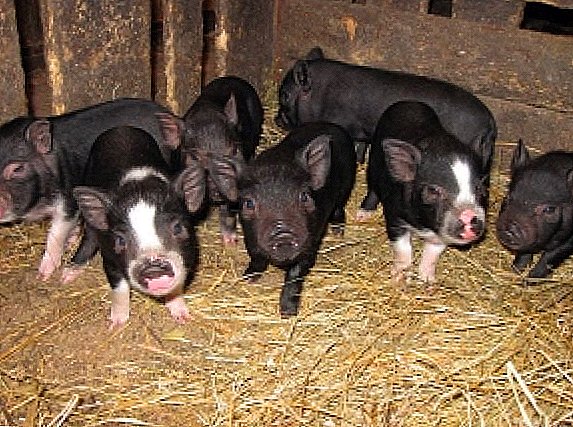 Daging babi daging-greasy: gambaran karakteristik breed Mirgorod