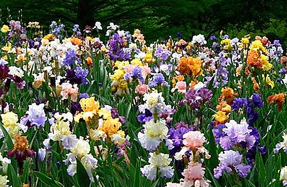 Irises ayiqhakazi: izimbangela zenkinga nendlela yokuyixazulula ngayo