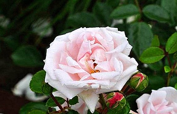 Unpretentious thiab fragrant: nta ntau yam ntawm Roses "Tshiab Dawn"