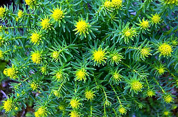 Përvjetor i thjeshtë: Euphorbia cypress (tiparet e mbjelljes dhe kujdesit)