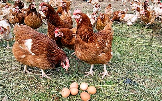 آیا جوجه ها تخم مرغ را در خانه حمل می کنند؟