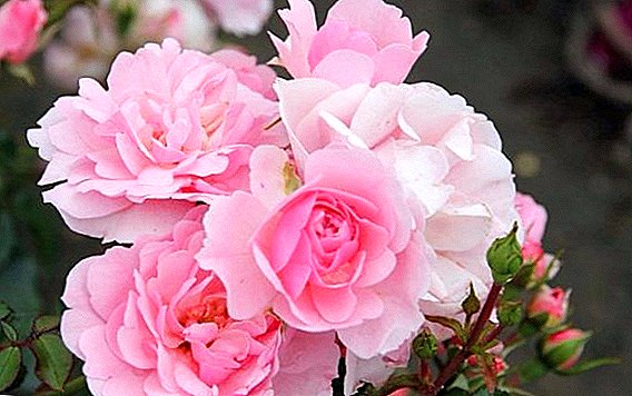 Svijetlo ružičasta "Bonika" u vrtu