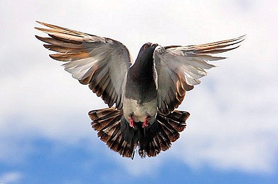 ʻO Nikolaev pigeons ma ka home