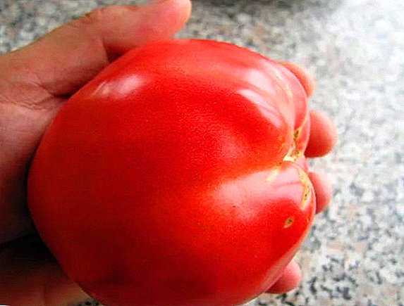 Mitundu yatsopano ya kusamba: Tomato, Petrusha, wamaluwa