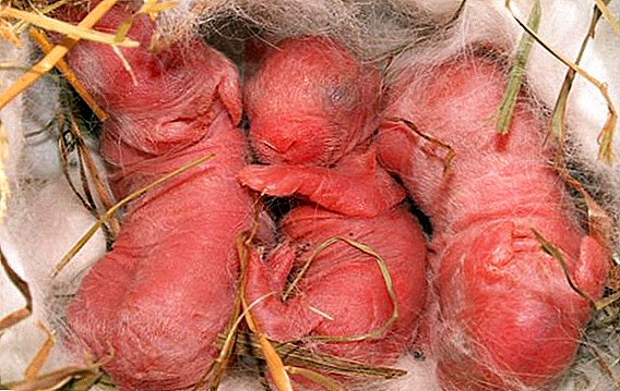 Bagong panganak rabbits: pag-aalaga at pagpapanatili