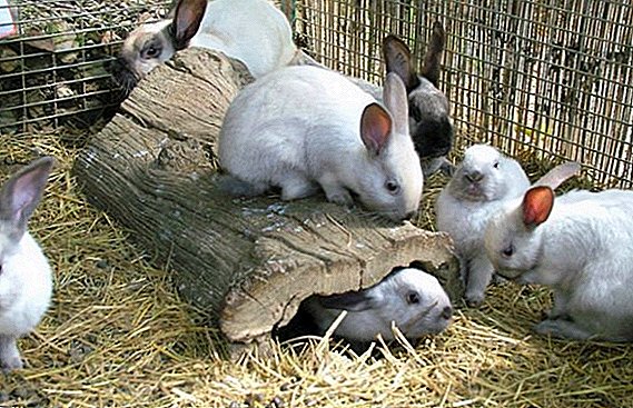 ¿O coello necesita unha cama para a gaiola?