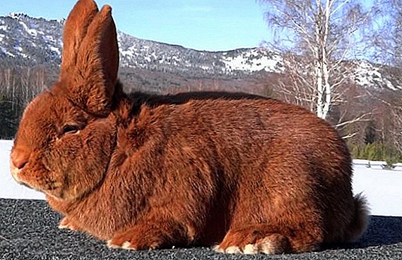 NZK: توصیف، ویژگی، عکس، مراقبت و نگهداری خرگوش قرمز نیوزلند
