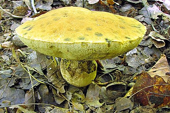 Obabkov (fungus) Types etext
