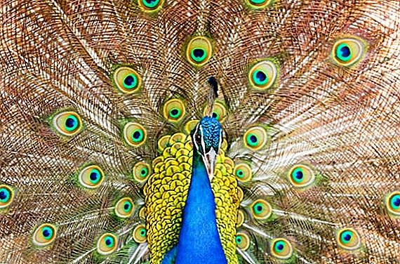Ny Peacock Common: ny endriny, aiza izy no miaina, inona no mamelona azy