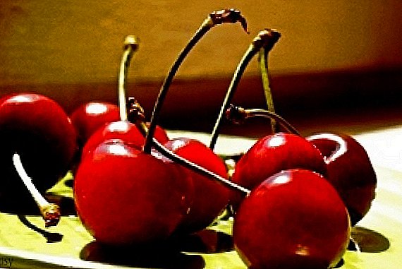 ພວກເຮົາ prune cherry ຫວານໃນດູໃບໄມ້ລົ່ນ + VIDEO