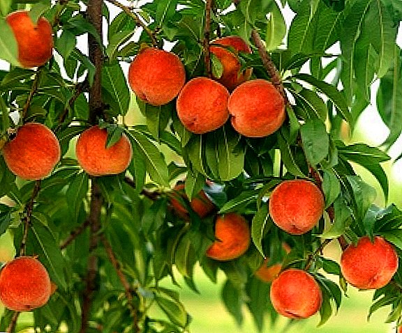 Peach pruning minangka proses penerus lan wajib.