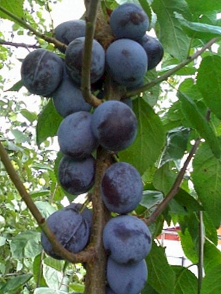 Ho pruning pruning: mantsoe, litlhahiso, likarolo