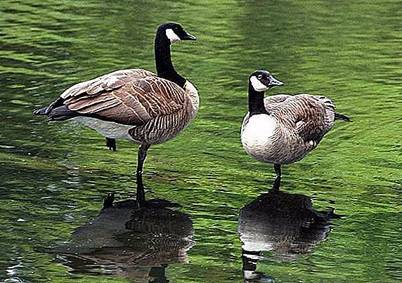 Izici ezijwayelekile kanye nezinhlobo zama-black geese (goose)