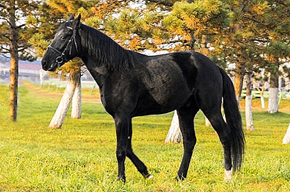 Karakteristik umum lan ciri-ciri jinis kuda Karachai