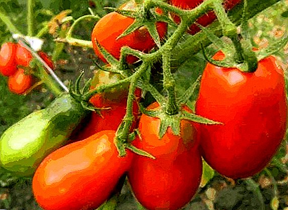 Información xeral e cultivo dunha variedade de tomates "Muddy francés"